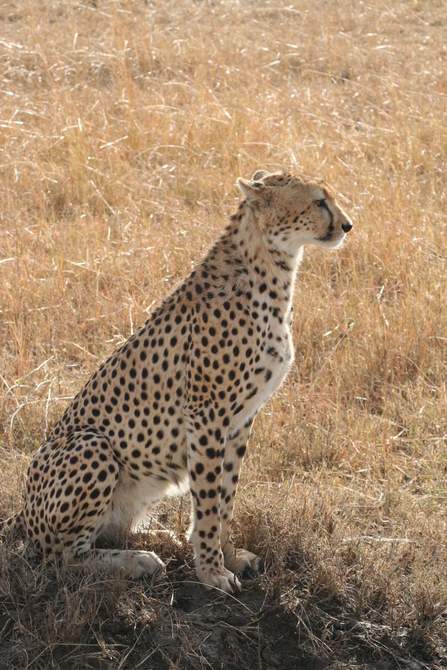 cheetah- Garissa woman tames a cheetah for 2 years