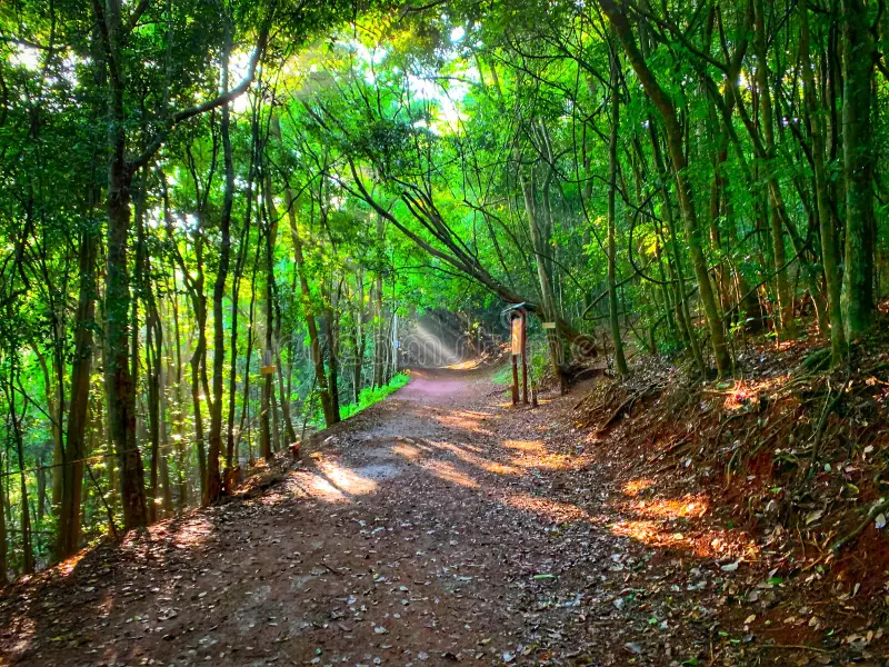KARURA FOREST